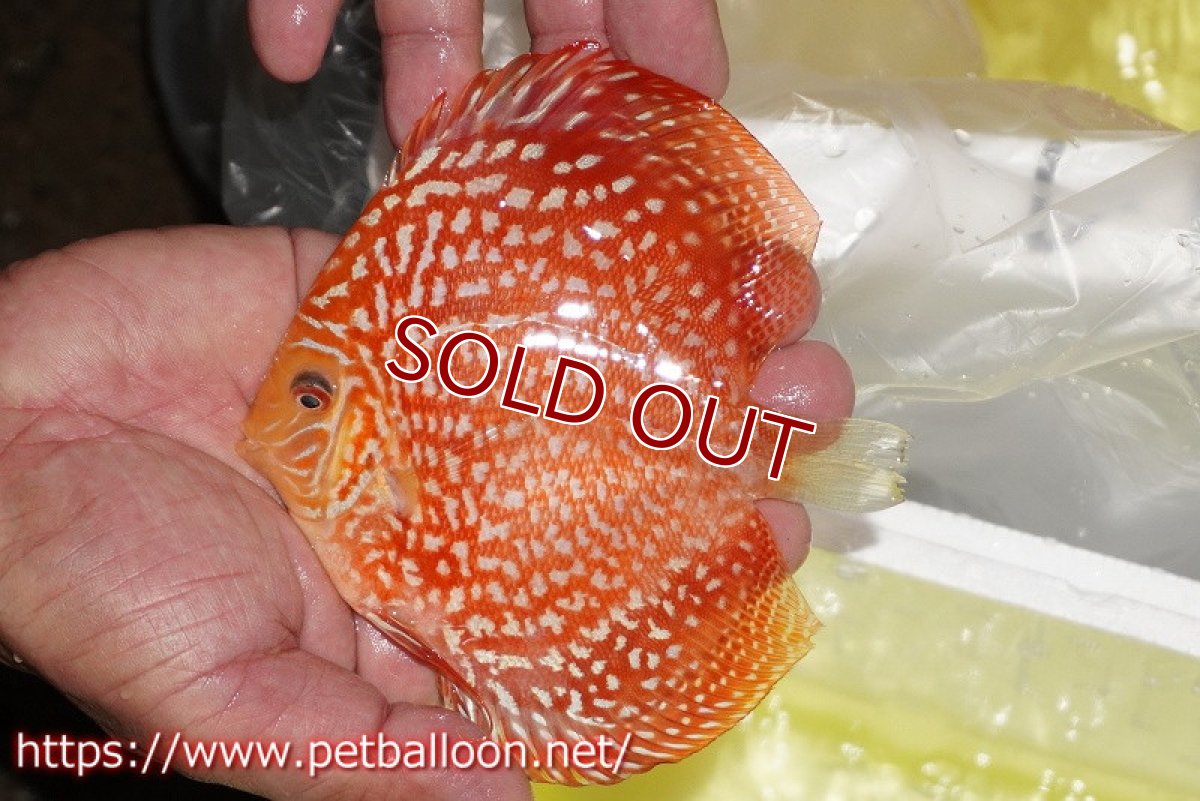 画像6: 【ディスカス】【通販】レッドドラゴンチェッカーボード（ハイフォーム）【個体ペア販売】13cm（生体） (6)