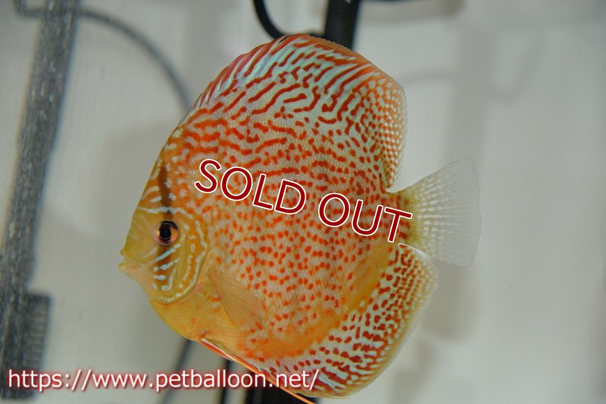 画像2: 【ディスカス】【通販】サクラレッドスポットグリーン　（ハイフォーム）【個体ペア販売】12-13cm（生体）マレーシア　NAディスカスファーム (2)