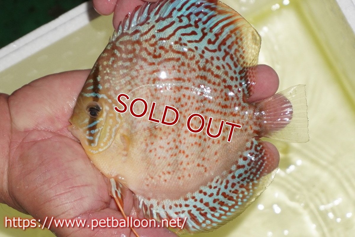 画像3: 【ディスカス】【通販】サクラレッドスポットグリーン　（ハイフォーム）【個体ペア販売】12-13cm（生体）マレーシア　NAディスカスファーム (3)