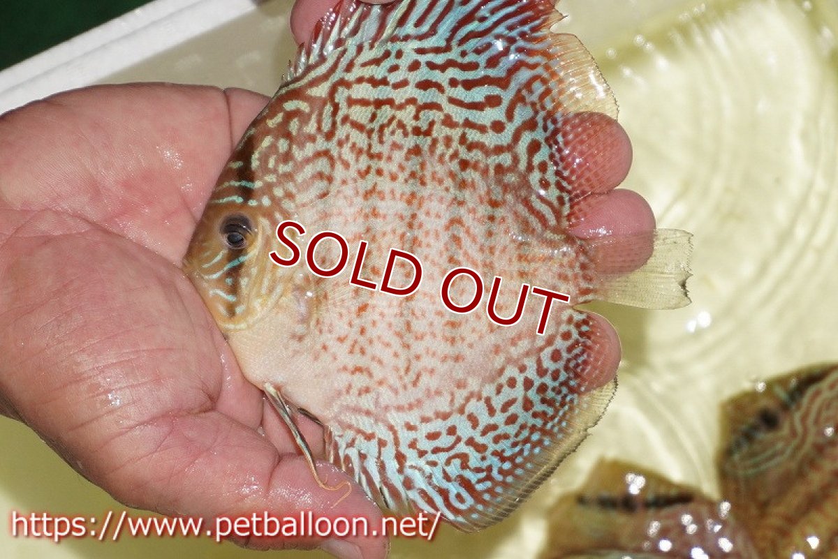 画像6: 【ディスカス】【通販】サクラレッドスポットグリーン　（ハイフォーム）【個体ペア販売】12-13cm（生体）マレーシア　NAディスカスファーム (6)