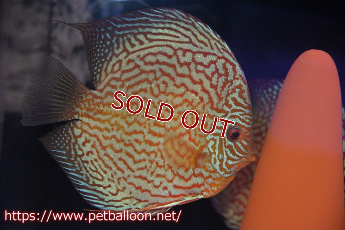 画像2: 【ディスカス】【通販】【産卵経験あり】メイズレッドターコイズ（ハイフォーム）【個体ペア販売】16-17cm（生体）マレーシア　KLディスカスファーム (2)