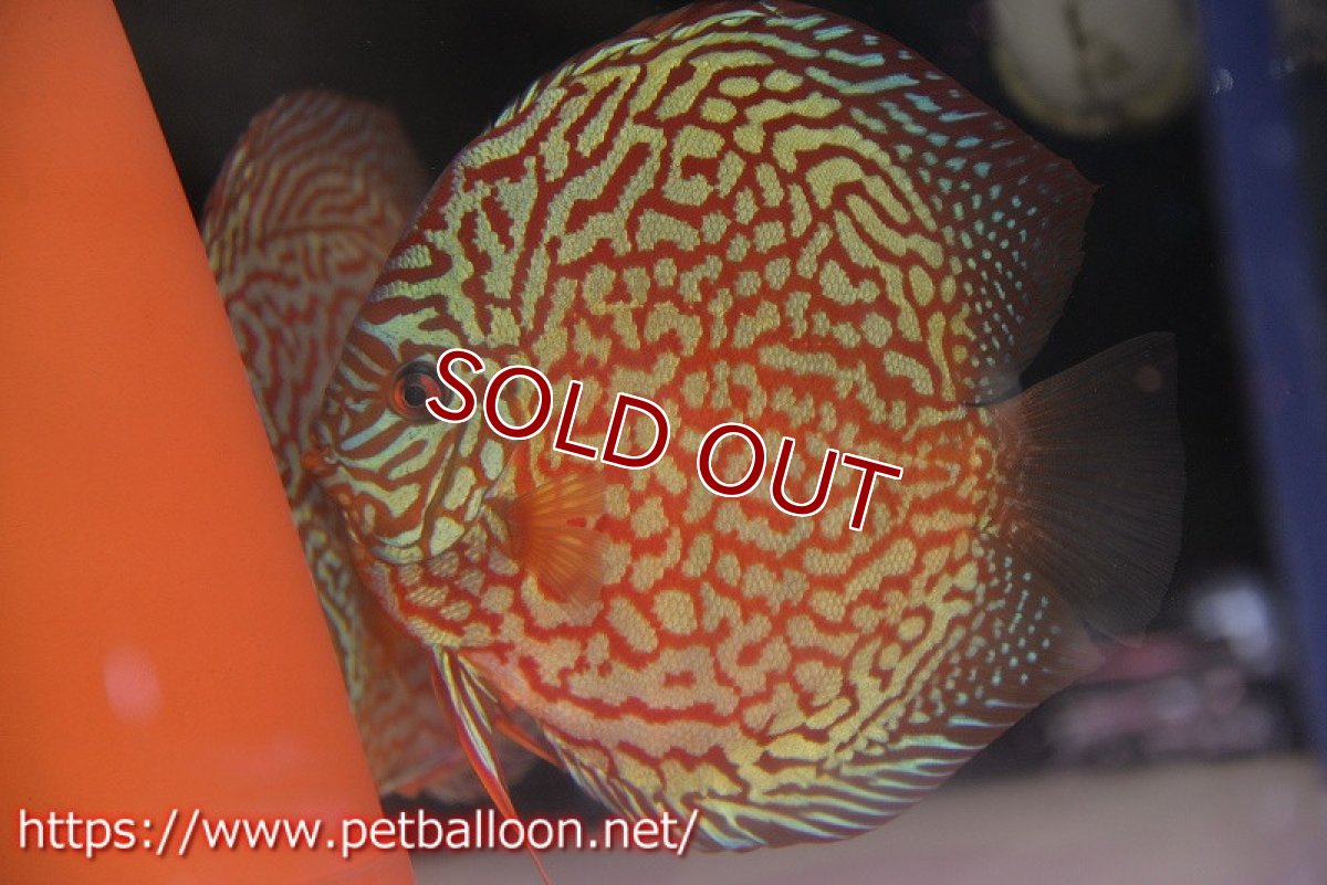 画像5: 【ディスカス】【通販】【産卵経験あり】メイズレッドターコイズ（ハイフォーム）【個体ペア販売】16-17cm（生体）マレーシア　KLディスカスファーム (5)