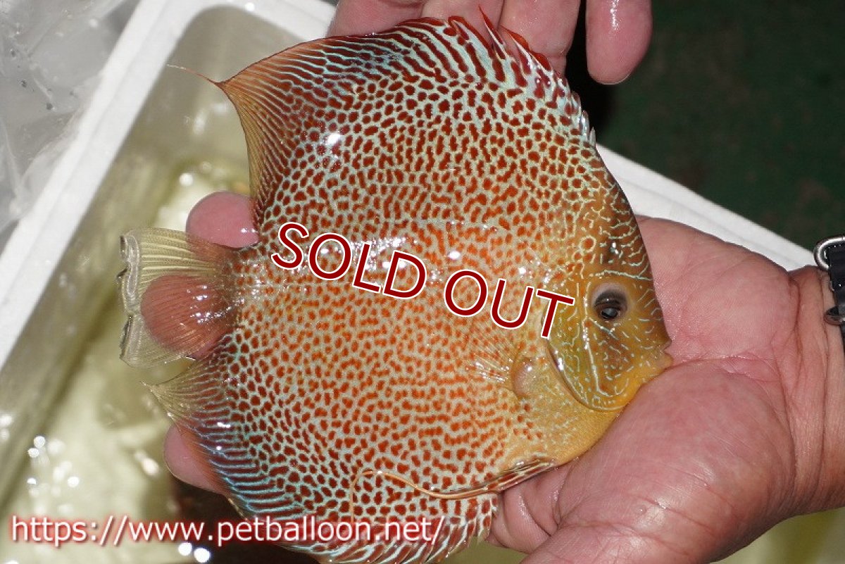 画像4: 【ディスカス】【通販】サクラスーパーエラプション（ハイフォーム）【個体ペア販売】16cm （生体）マレーシア　KLディスカスファーム (4)