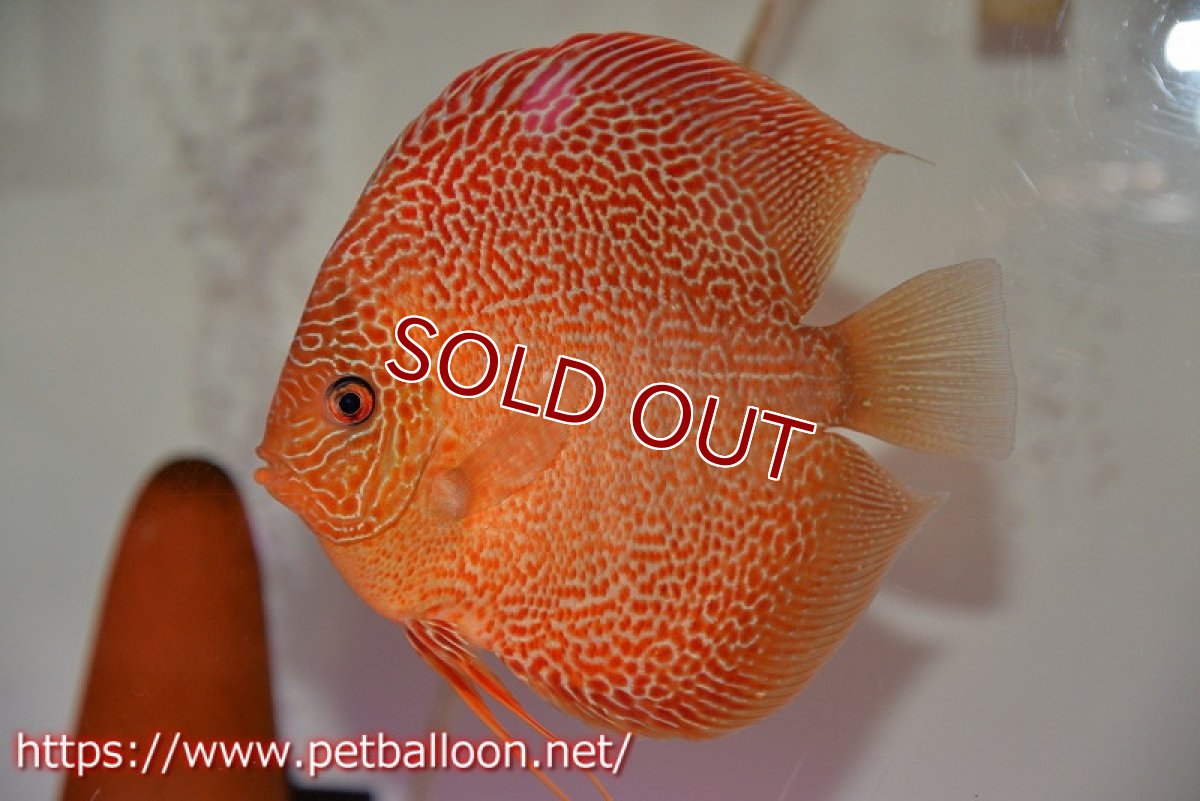 画像5: 【ディスカス】【通販】サクラスーパーエラプション（ハイフォーム）【個体ペア販売】16cm （生体）マレーシア　KLディスカスファーム (5)