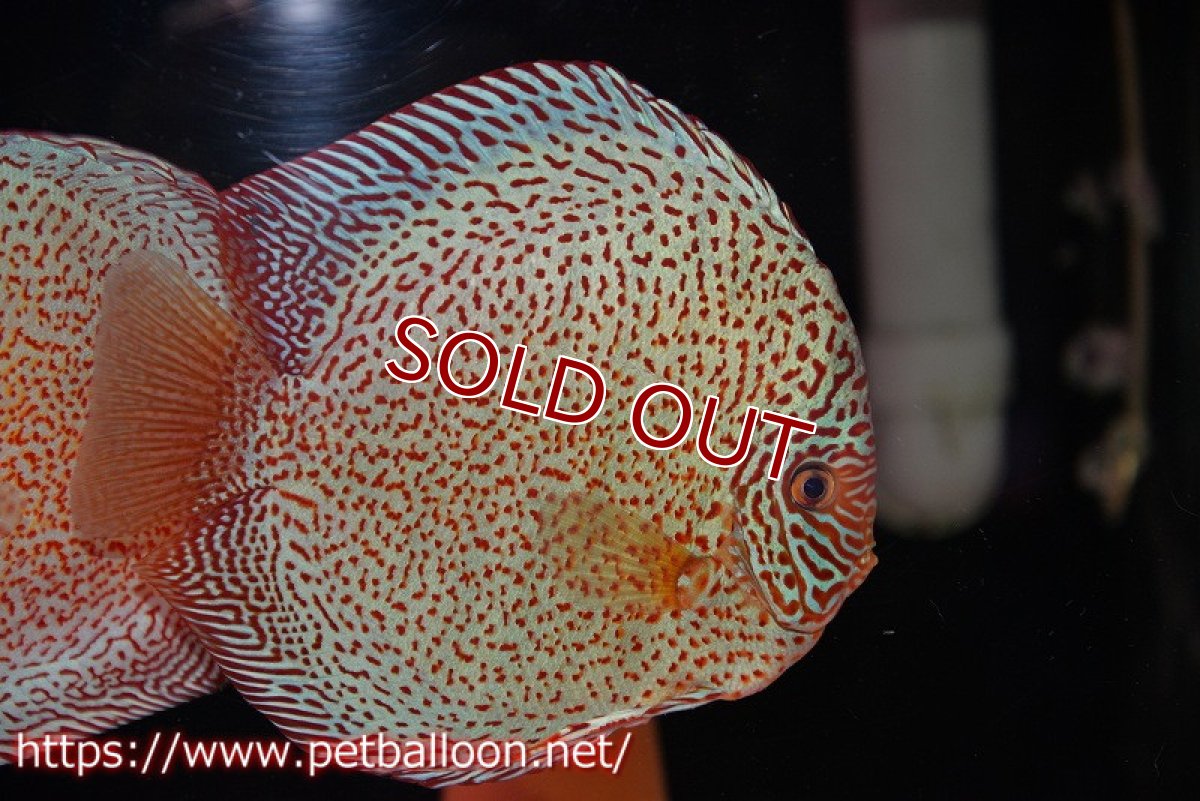 画像2: 【ディスカス】【通販】【産卵孵化経験あり】スーパーレッドキングバイパー(ハイフォーム ブリーディングストック個体)【個体ペア販売】17-18cm(生体)マレーシア NAディスカスファーム (2)