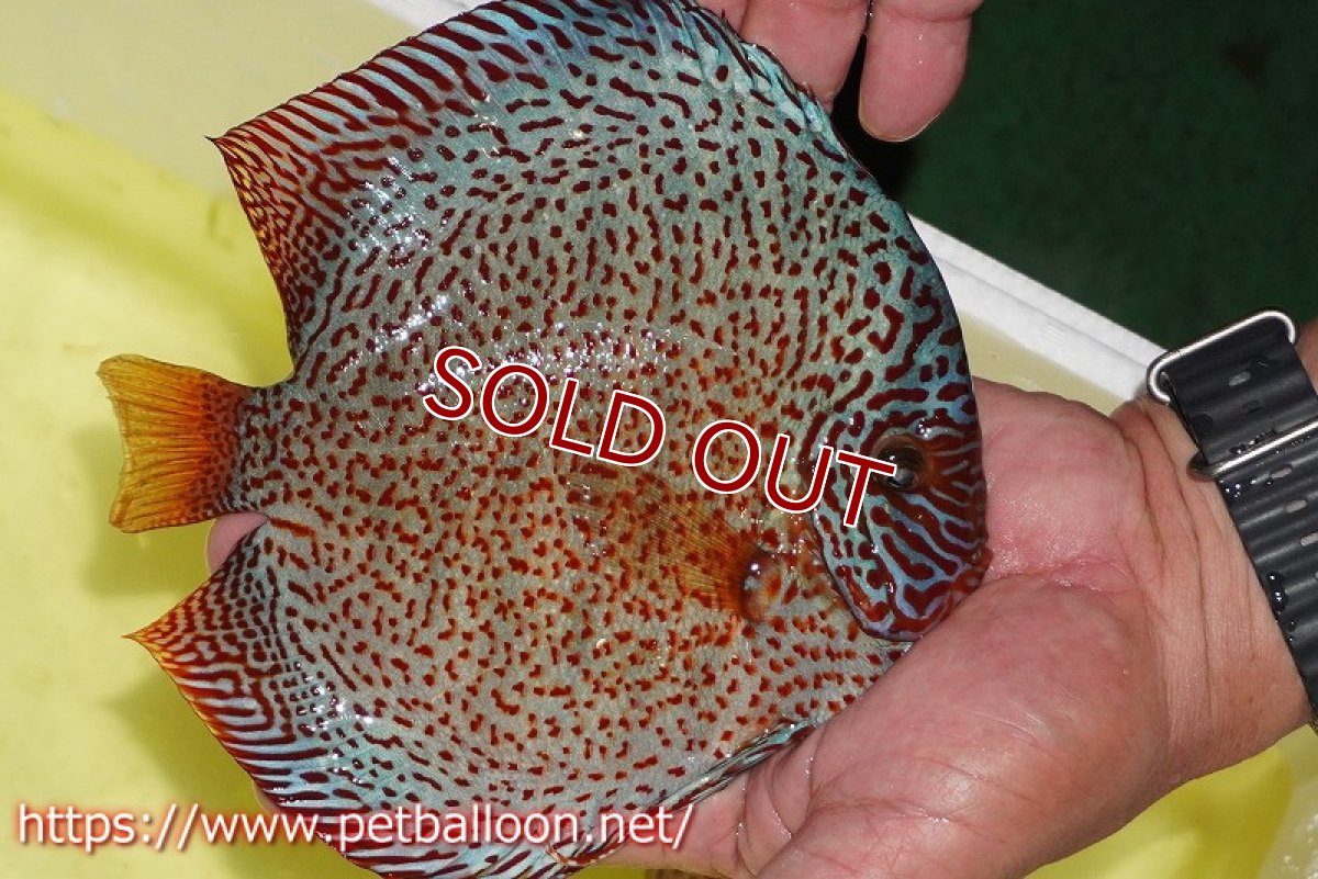 画像4: 【ディスカス】【通販】【産卵孵化経験あり】スーパーレッドキングバイパー(ハイフォーム ブリーディングストック個体)【個体ペア販売】17-18cm(生体)マレーシア NAディスカスファーム (4)