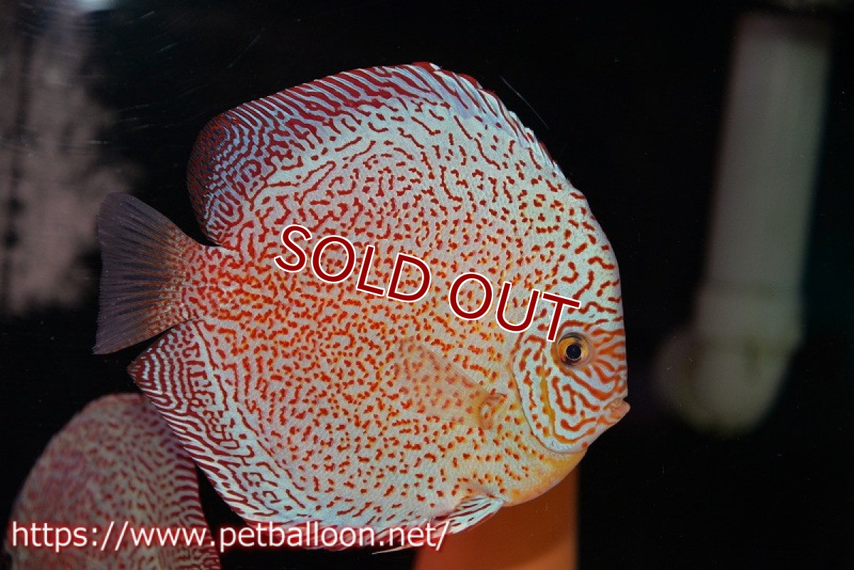 画像5: 【ディスカス】【通販】【産卵孵化経験あり】スーパーレッドキングバイパー(ハイフォーム ブリーディングストック個体)【個体ペア販売】17-18cm(生体)マレーシア NAディスカスファーム (5)