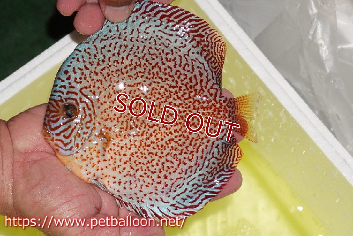 画像6: 【ディスカス】【通販】【産卵孵化経験あり】スーパーレッドキングバイパー(ハイフォーム ブリーディングストック個体)【個体ペア販売】17-18cm(生体)マレーシア NAディスカスファーム (6)