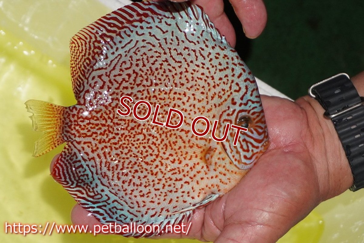 画像7: 【ディスカス】【通販】【産卵孵化経験あり】スーパーレッドキングバイパー(ハイフォーム ブリーディングストック個体)【個体ペア販売】17-18cm(生体)マレーシア NAディスカスファーム (7)