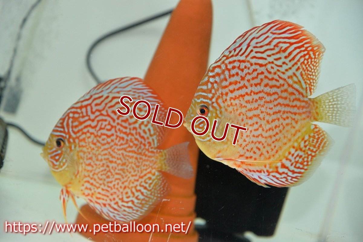 画像1: 【ディスカス】【通販】サクラメイズレオパード（ハイフォーム）【個体ペア販売】12cm （生体）マレーシア　KLディスカスファーム (1)