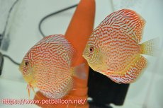 画像1: 【ディスカス】【通販】サクラメイズレオパード（ハイフォーム）【個体ペア販売】12cm （生体）マレーシア　KLディスカスファーム (1)