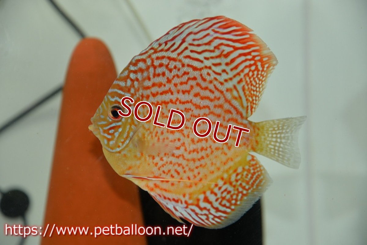 画像2: 【ディスカス】【通販】サクラメイズレオパード（ハイフォーム）【個体ペア販売】12cm （生体）マレーシア　KLディスカスファーム (2)