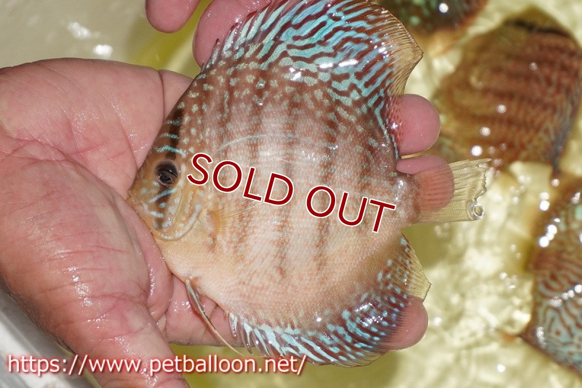 画像3: 【ディスカス】【通販】サクラメイズレオパード（ハイフォーム）【個体ペア販売】12cm （生体）マレーシア　KLディスカスファーム (3)