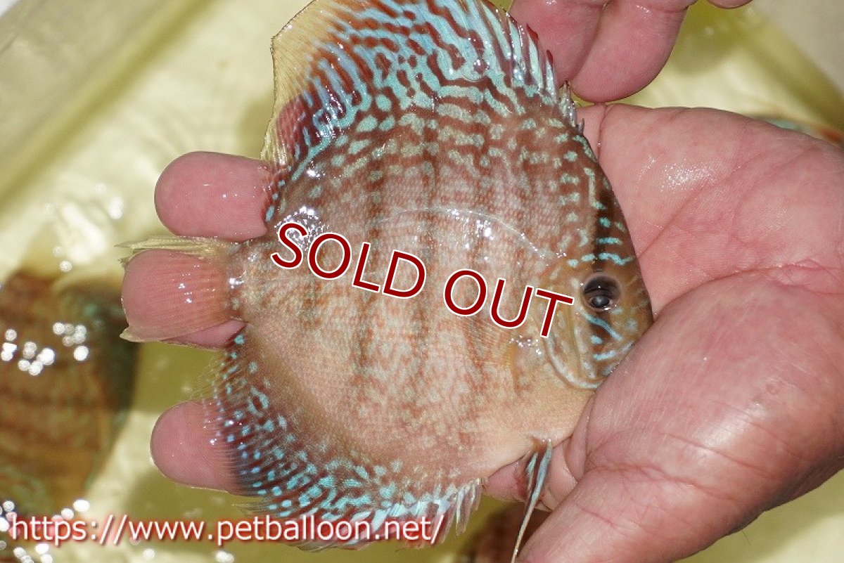 画像4: 【ディスカス】【通販】サクラメイズレオパード（ハイフォーム）【個体ペア販売】12cm （生体）マレーシア　KLディスカスファーム (4)