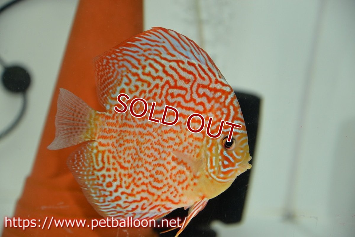 画像5: 【ディスカス】【通販】サクラメイズレオパード（ハイフォーム）【個体ペア販売】12cm （生体）マレーシア　KLディスカスファーム (5)