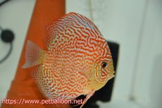 画像5: 【ディスカス】【通販】サクラメイズレオパード（ハイフォーム）【個体ペア販売】12cm （生体）マレーシア　KLディスカスファーム (5)