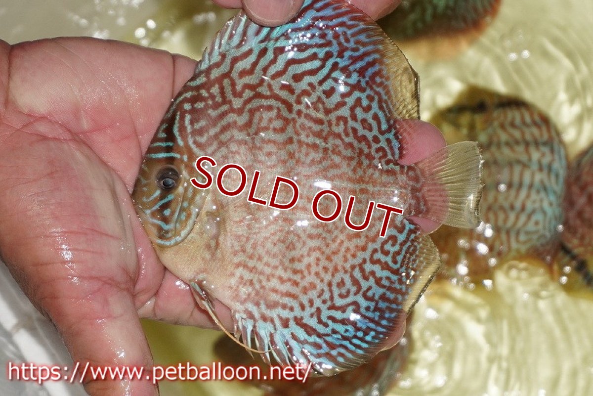 画像6: 【ディスカス】【通販】サクラメイズレオパード（ハイフォーム）【個体ペア販売】12cm （生体）マレーシア　KLディスカスファーム (6)