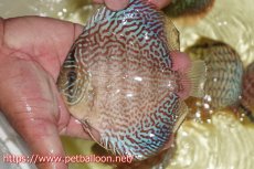 画像6: 【ディスカス】【通販】サクラメイズレオパード（ハイフォーム）【個体ペア販売】12cm （生体）マレーシア　KLディスカスファーム (6)