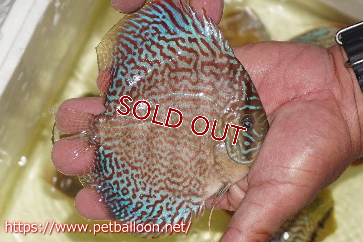 画像7: 【ディスカス】【通販】サクラメイズレオパード（ハイフォーム）【個体ペア販売】12cm （生体）マレーシア　KLディスカスファーム (7)