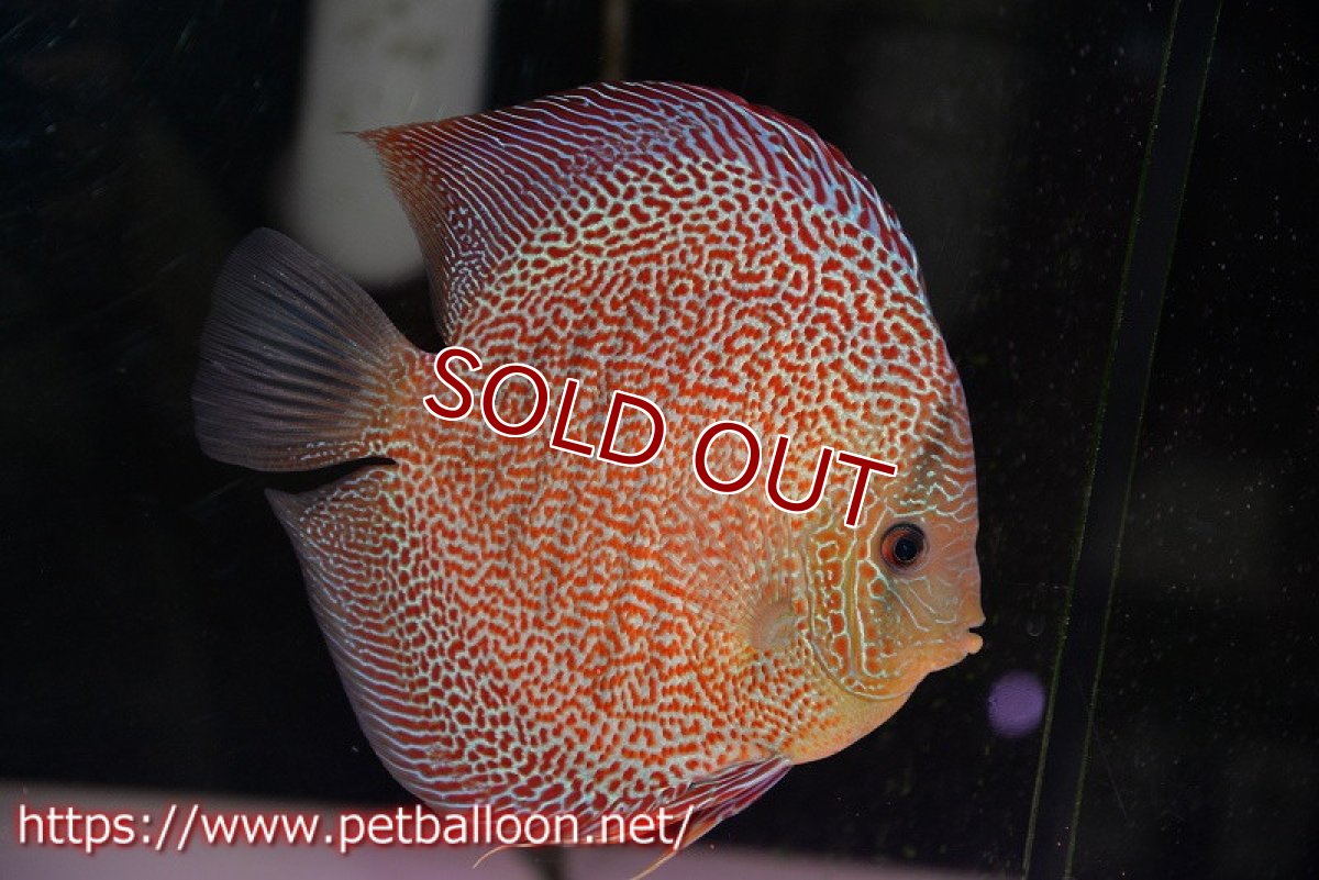 画像2: 【ディスカス】【通販】サクラスーパーエラプション（ハイフォーム）【個体ペア販売】16-17cm （生体）マレーシア　KLディスカスファーム (2)