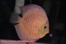 画像2: 【ディスカス】【通販】サクラスーパーエラプション（ハイフォーム）【個体ペア販売】16-17cm （生体）マレーシア　KLディスカスファーム (2)