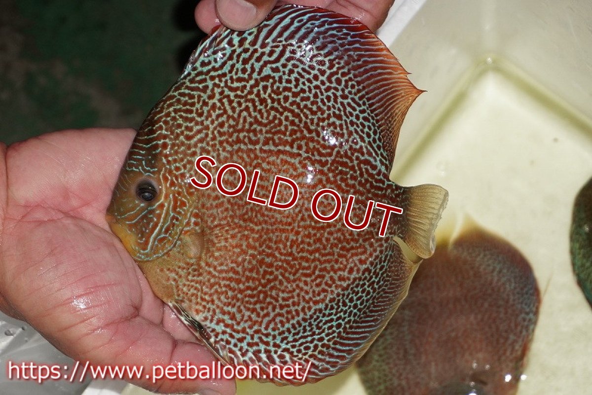 画像3: 【ディスカス】【通販】サクラスーパーエラプション（ハイフォーム）【個体ペア販売】16-17cm （生体）マレーシア　KLディスカスファーム (3)