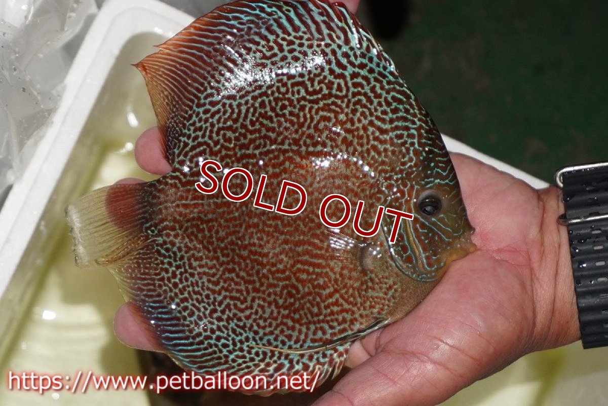 画像4: 【ディスカス】【通販】サクラスーパーエラプション（ハイフォーム）【個体ペア販売】16-17cm （生体）マレーシア　KLディスカスファーム (4)