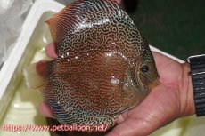 画像4: 【ディスカス】【通販】サクラスーパーエラプション（ハイフォーム）【個体ペア販売】16-17cm （生体）マレーシア　KLディスカスファーム (4)