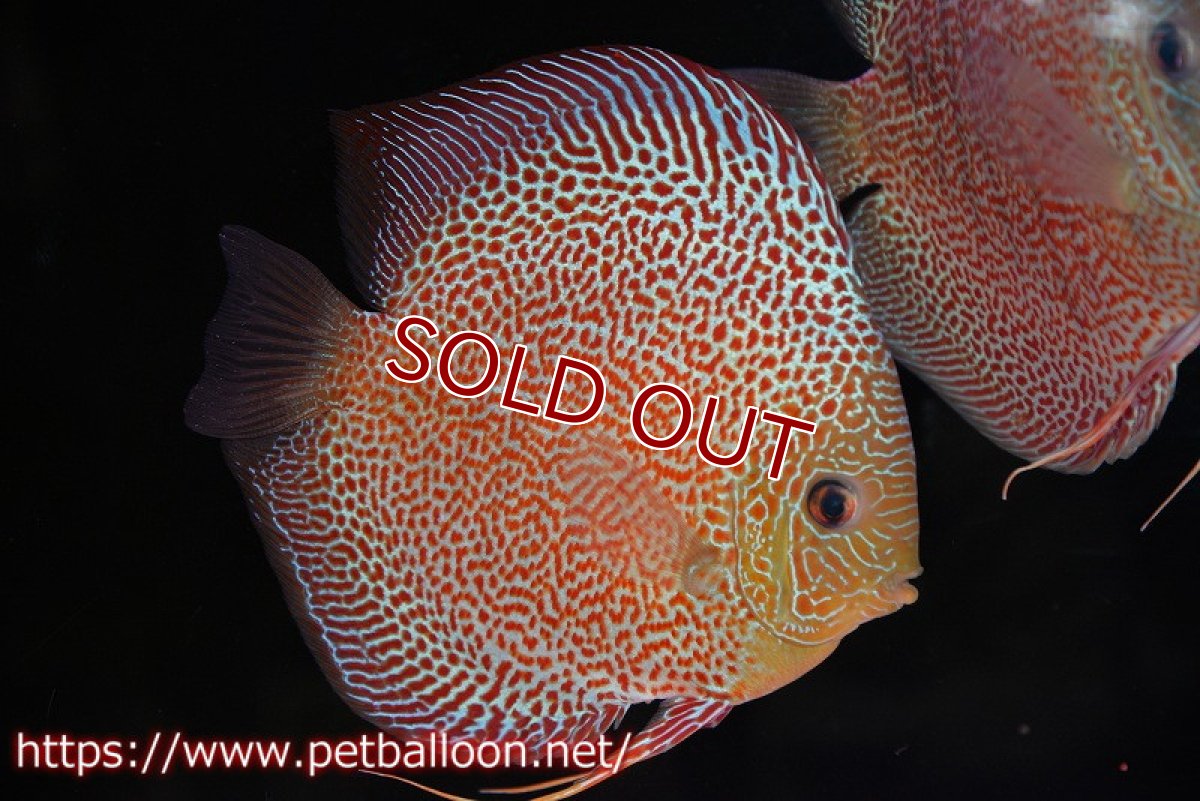 画像5: 【ディスカス】【通販】サクラスーパーエラプション（ハイフォーム）【個体ペア販売】16-17cm （生体）マレーシア　KLディスカスファーム (5)