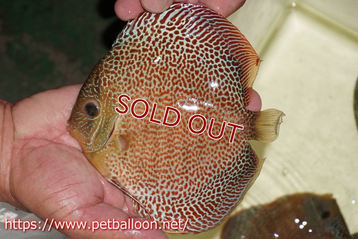 画像6: 【ディスカス】【通販】サクラスーパーエラプション（ハイフォーム）【個体ペア販売】16-17cm （生体）マレーシア　KLディスカスファーム (6)