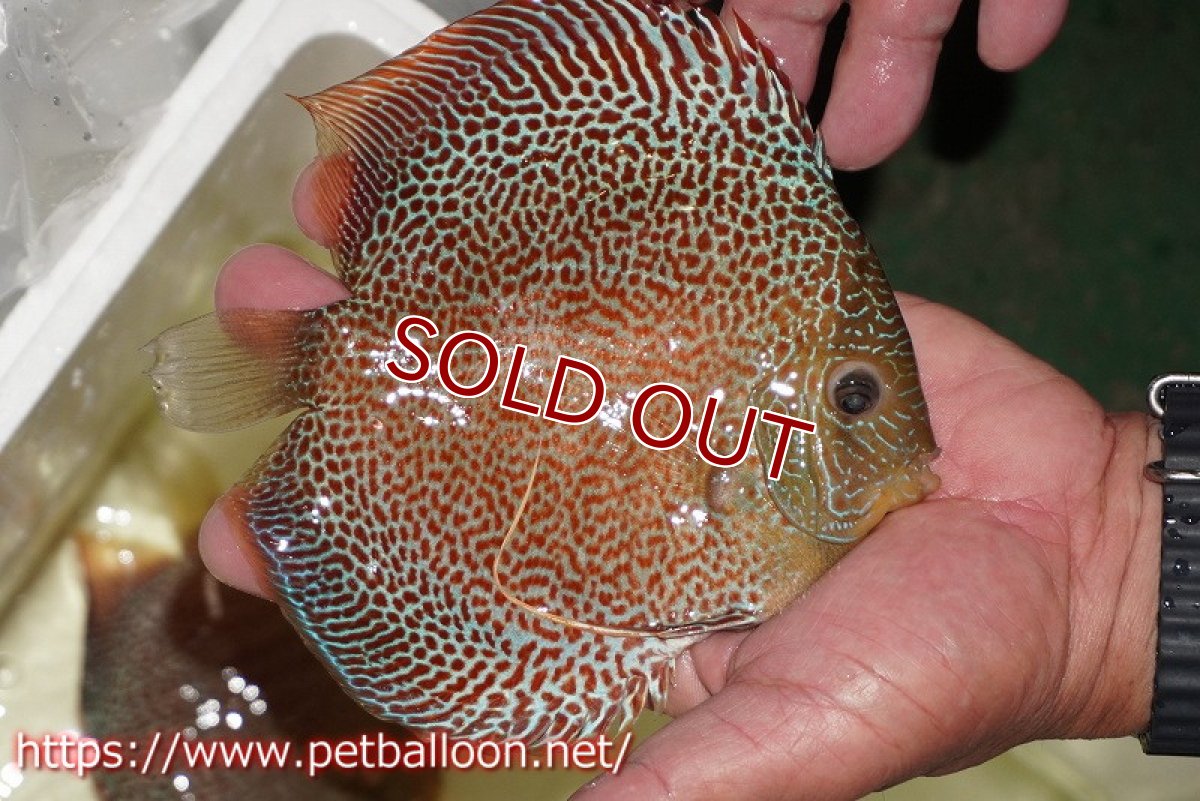 画像7: 【ディスカス】【通販】サクラスーパーエラプション（ハイフォーム）【個体ペア販売】16-17cm （生体）マレーシア　KLディスカスファーム (7)