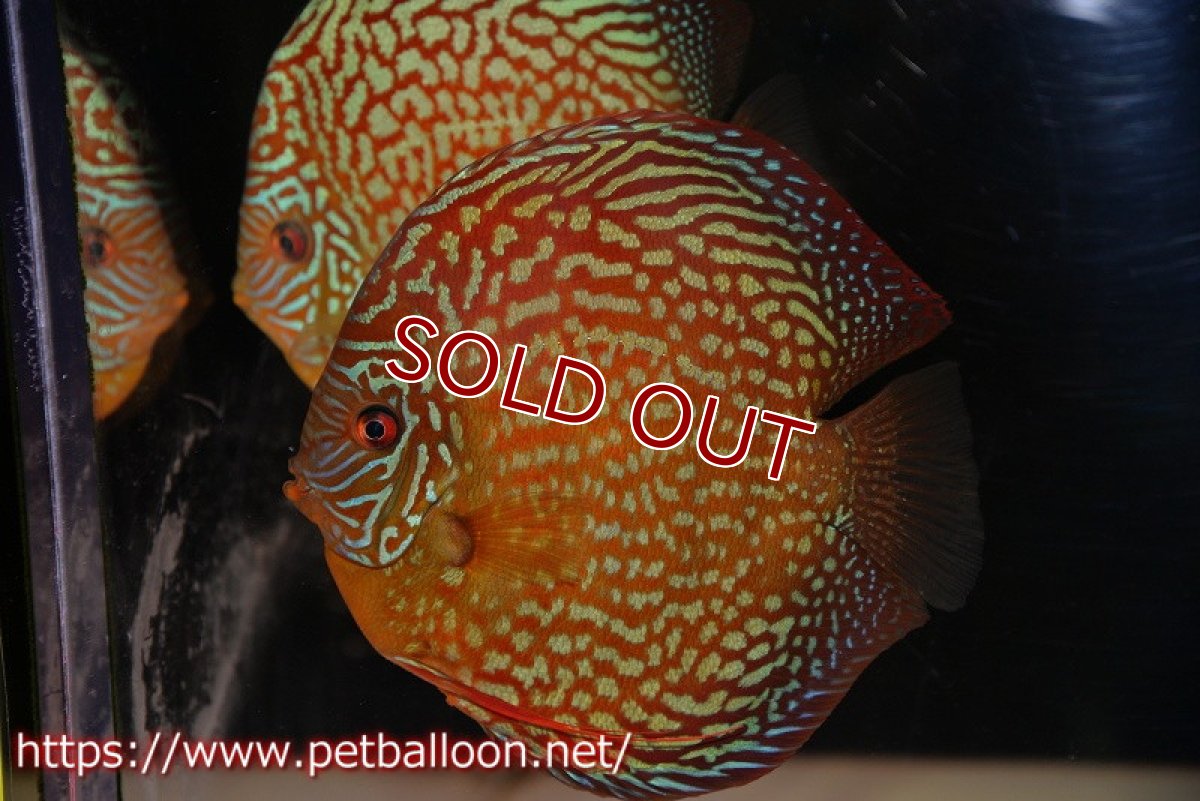 画像2: 【ディスカス】【通販】【産卵孵化経験あり】クリムゾンレッドギャラクシー スーパーハイフォーム（コンテストグレード）【個体ペア販売】17-18cm（生体）マレーシア　NAディスカスファーム (2)