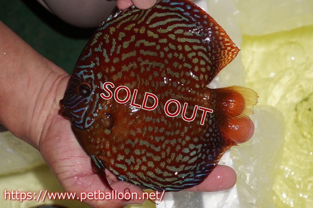画像3: 【ディスカス】【通販】【産卵孵化経験あり】クリムゾンレッドギャラクシー スーパーハイフォーム（コンテストグレード）【個体ペア販売】17-18cm（生体）マレーシア　NAディスカスファーム (3)