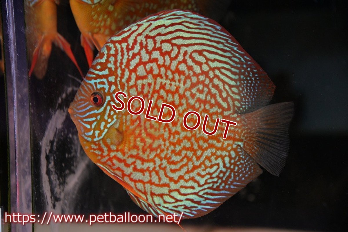 画像5: 【ディスカス】【通販】【産卵孵化経験あり】クリムゾンレッドギャラクシー スーパーハイフォーム（コンテストグレード）【個体ペア販売】17-18cm（生体）マレーシア　NAディスカスファーム (5)