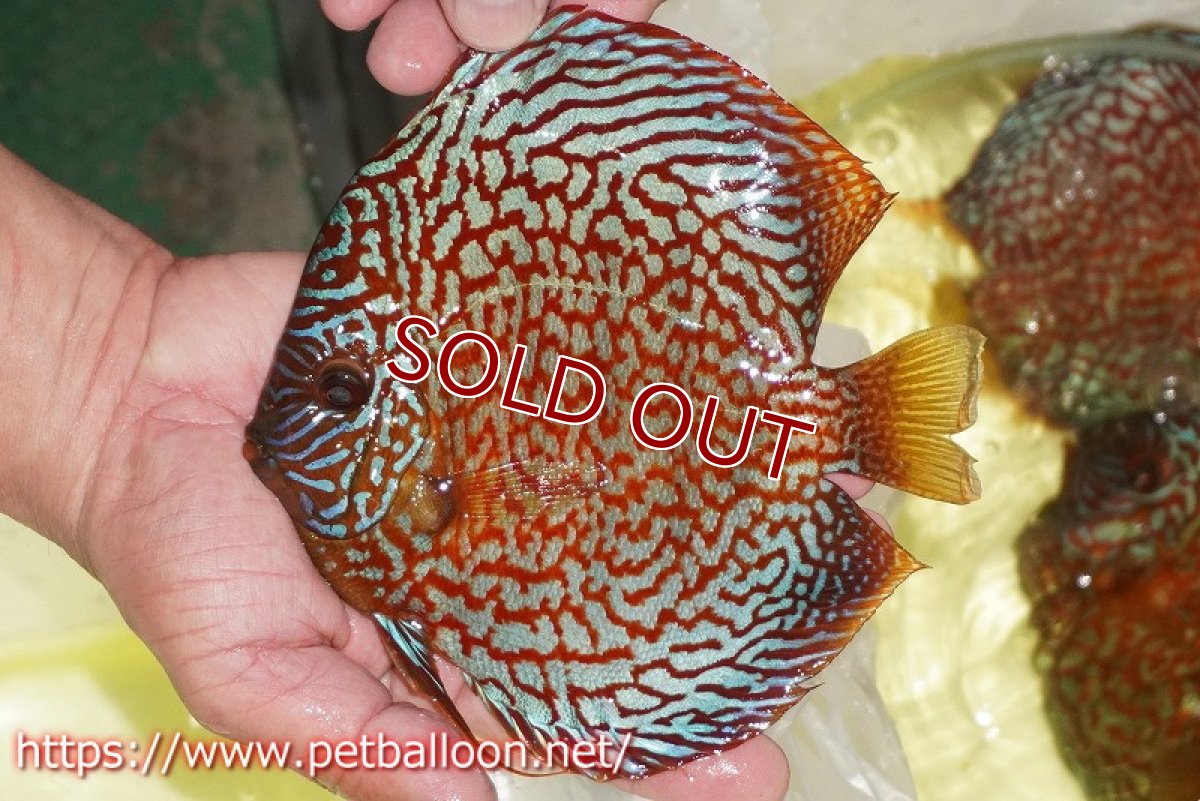 画像6: 【ディスカス】【通販】【産卵孵化経験あり】クリムゾンレッドギャラクシー スーパーハイフォーム（コンテストグレード）【個体ペア販売】17-18cm（生体）マレーシア　NAディスカスファーム (6)