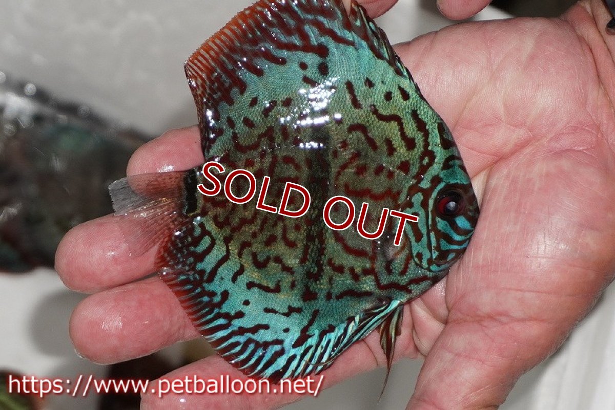 画像2: 【ディスカス】【通販】レオパードヘッケル　ヘビーセンターバー【個体販売】9cm（生体） (2)