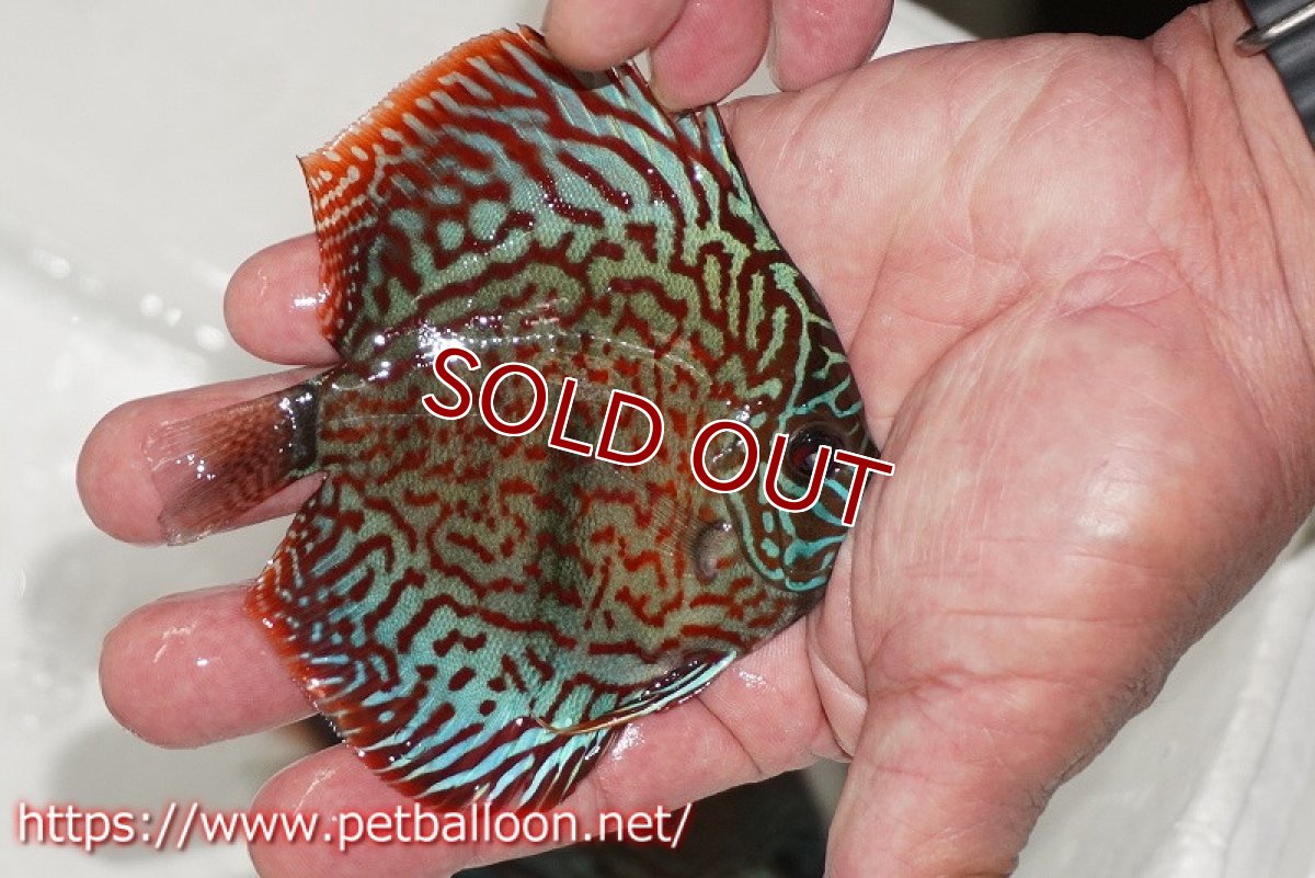 画像2: 【ディスカス】【通販】レオパードヘッケル　ヘビーセンターバー【個体販売】9cm（生体） (2)