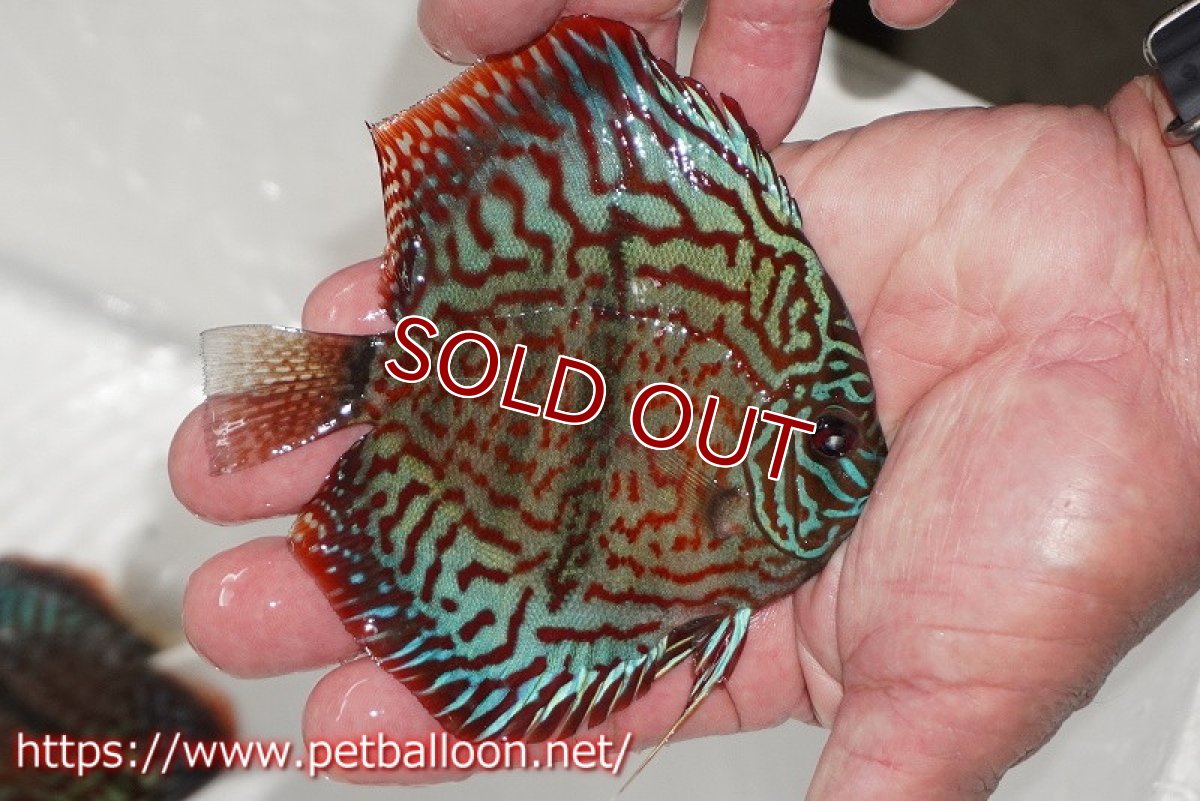 画像2: 【ディスカス】【通販】レオパードヘッケル　ヘビーセンターバー【個体販売】9cm（生体） (2)