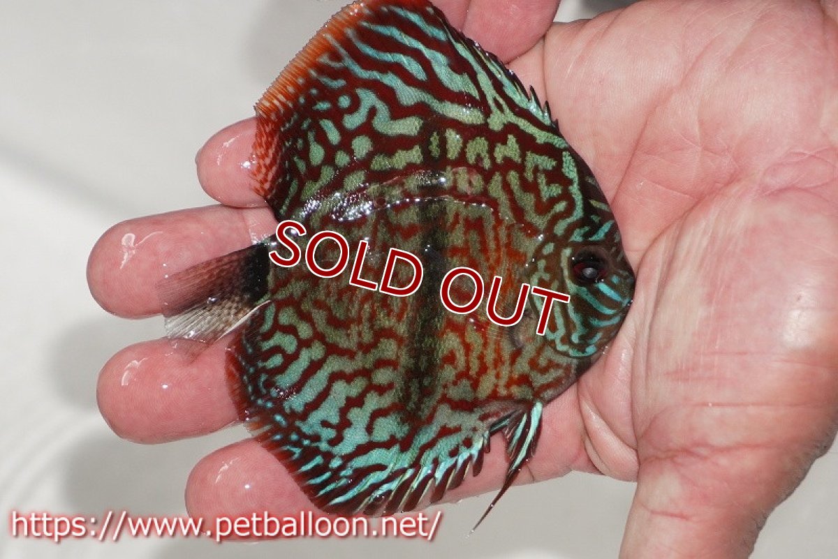 画像2: 【ディスカス】【通販】レオパードヘッケル　ヘビーセンターバー【個体販売】9cm（生体） (2)