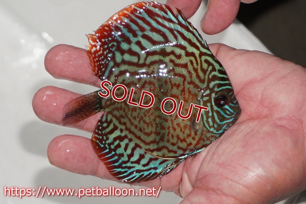 画像2: 【ディスカス】【通販】レオパードヘッケル　ヘビーセンターバー【個体販売】9cm（生体） (2)