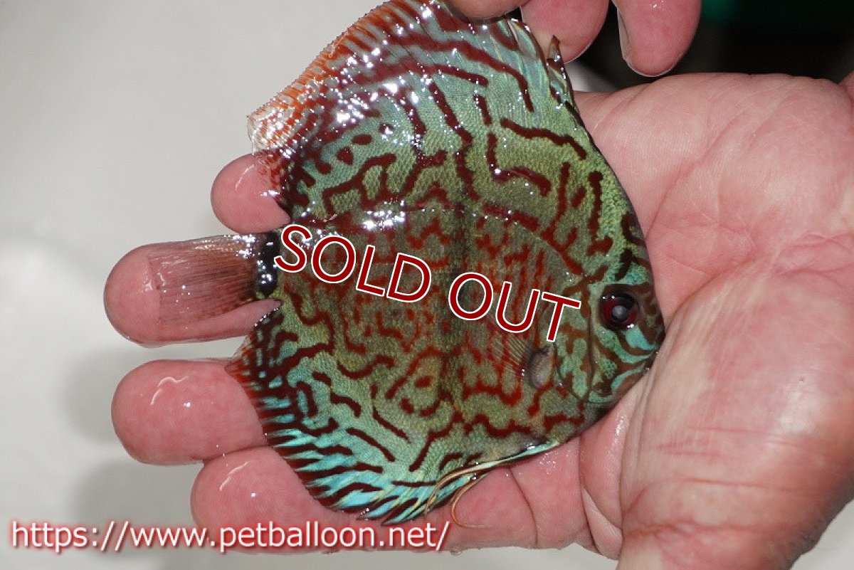 画像2: 【ディスカス】【通販】レオパードヘッケル　ヘビーセンターバー【個体販売】9cm（生体） (2)