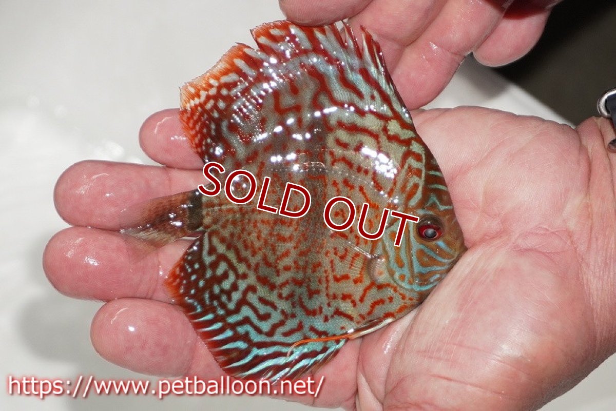 画像2: 【ディスカス】【通販】レオパードヘッケル　ヘビーセンターバー【個体販売】9cm（生体） (2)