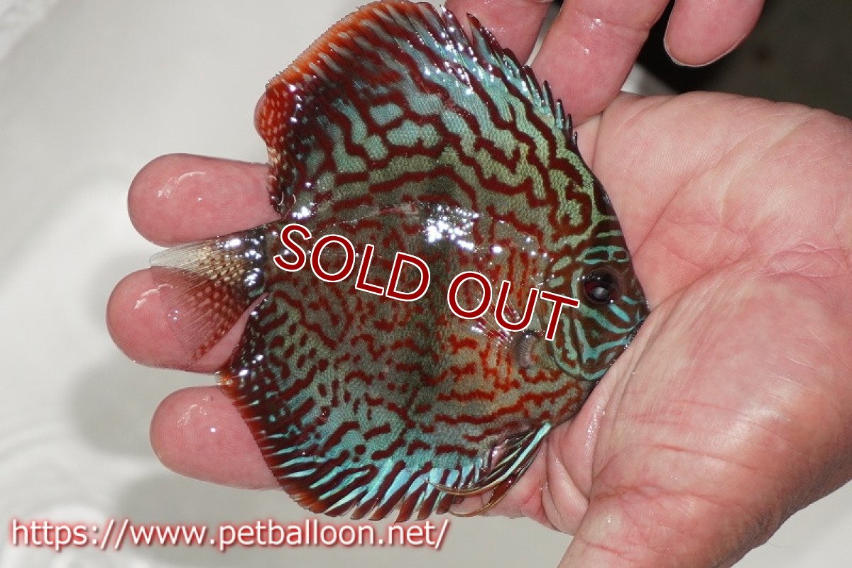 画像2: 【ディスカス】【通販】レオパードヘッケル　ヘビーセンターバー【個体販売】9cm（生体） (2)