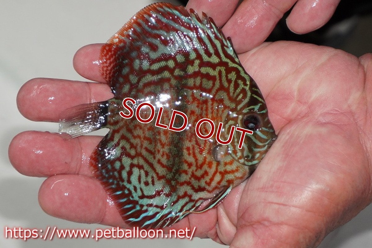 画像2: 【ディスカス】【通販】レオパードヘッケル　ヘビーセンターバー【個体販売】9cm（生体） (2)