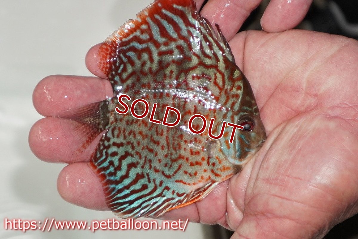 画像2: 【ディスカス】【通販】レオパードヘッケル　ヘビーセンターバー【個体販売】9cm（生体） (2)