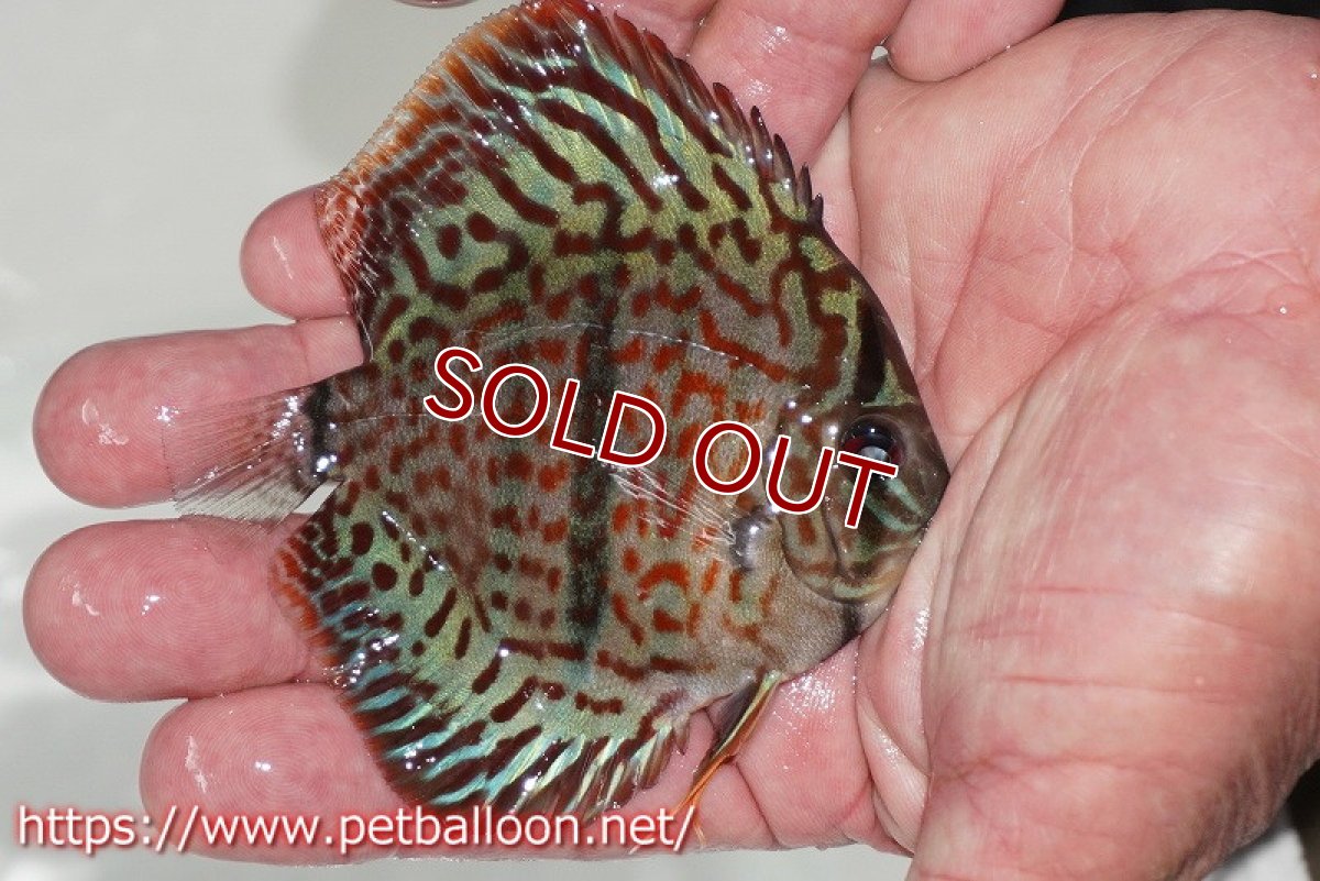 画像2: 【ディスカス】【通販】レオパードヘッケル　ヘビーセンターバー【個体販売】9cm（生体） (2)