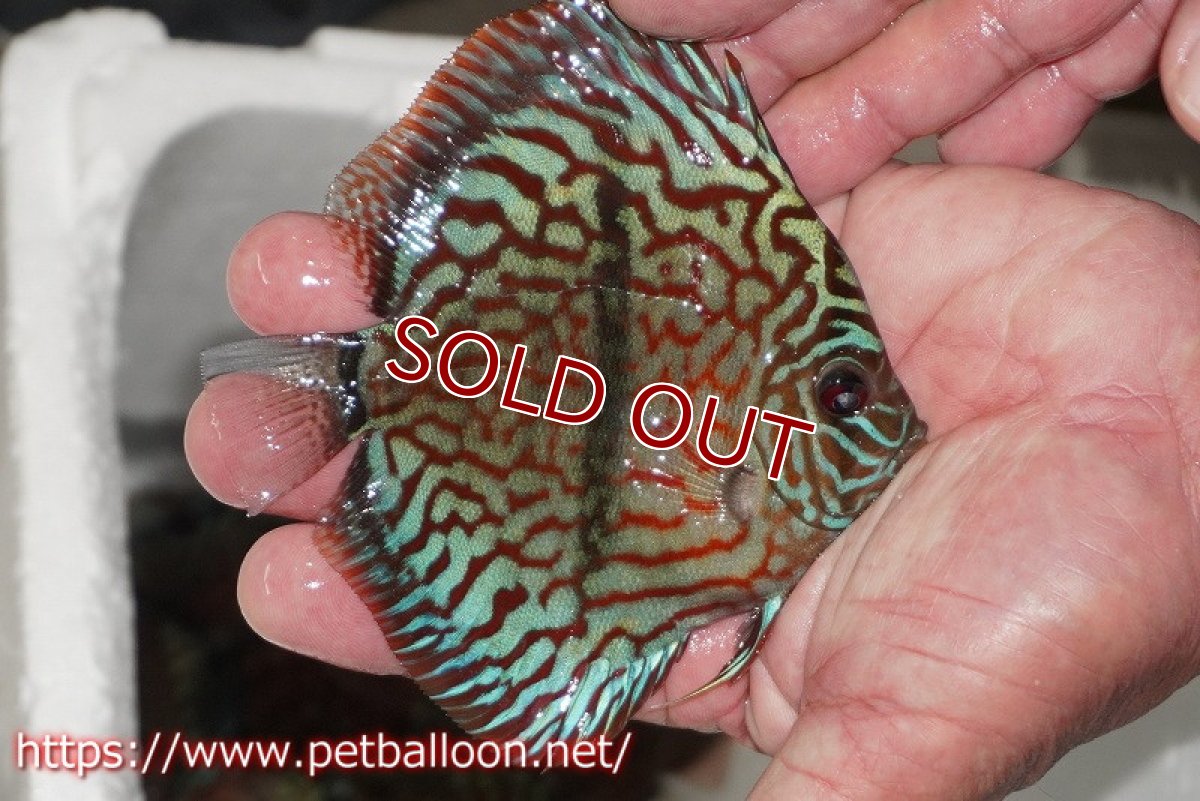 画像2: 【ディスカス】【通販】レッドターコイズヘビーセンターバー【個体販売】9cm（生体） (2)