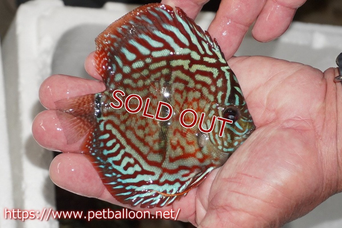 画像2: 【ディスカス】【通販】レッドターコイズヘビーセンターバー【個体販売】9cm（生体） (2)