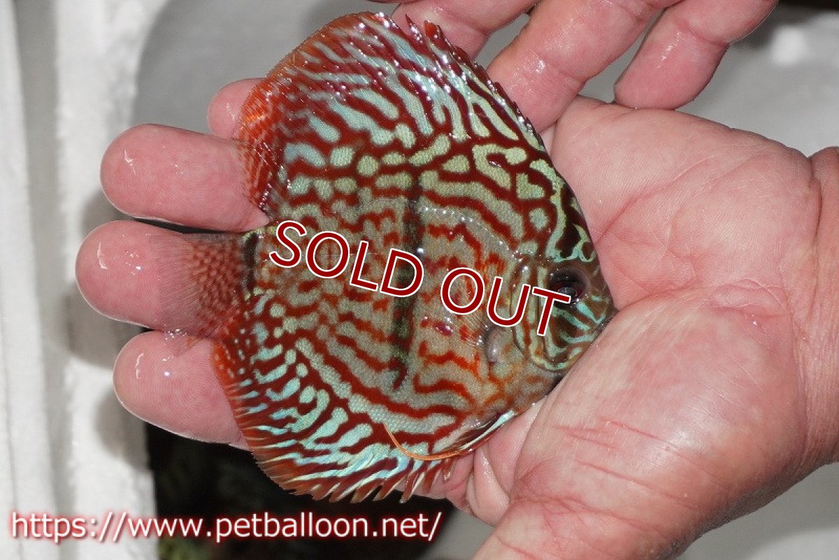 画像2: 【ディスカス】【通販】レッドターコイズヘビーセンターバー【個体販売】9cm（生体） (2)