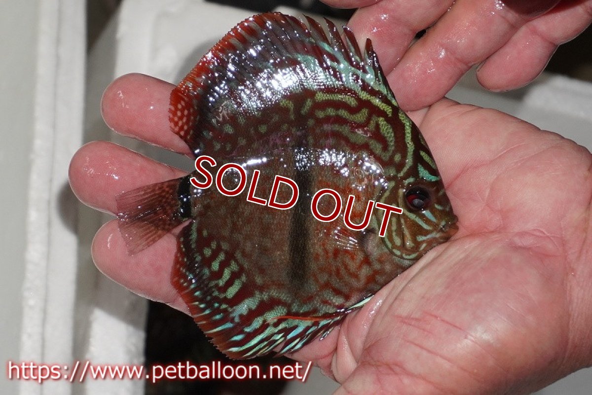 画像2: 【ディスカス】【通販】レッドターコイズヘビーセンターバー【個体販売】9cm（生体） (2)